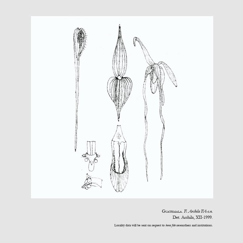 Phragmipedium monstruosum